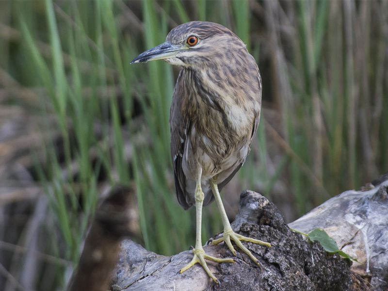 Nitticora  (Nycticorax nycticorax)